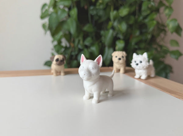 English Bull Terrier Puppy